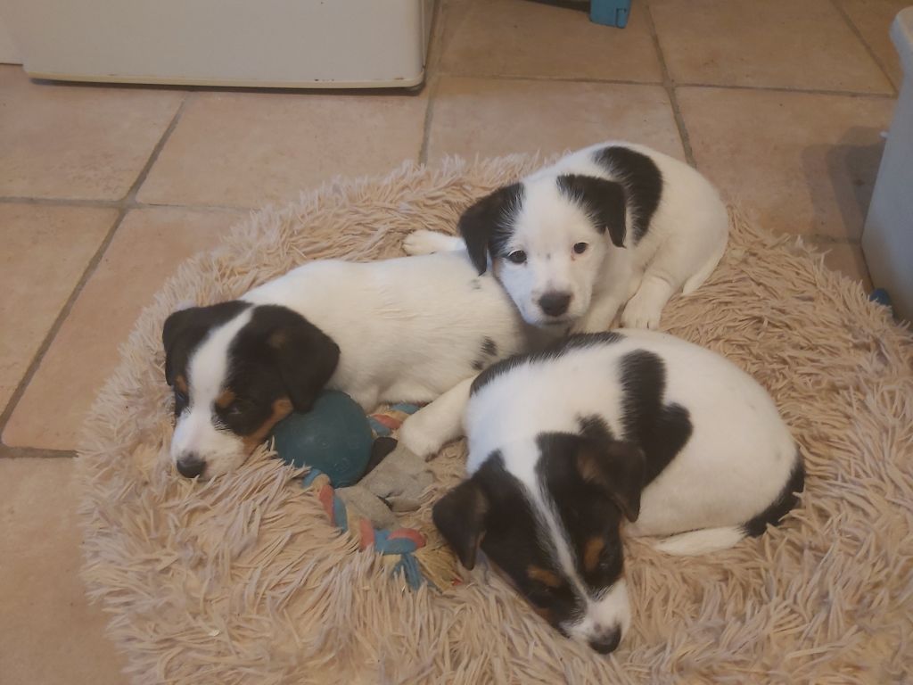 chiot Jack Russell Terrier Cleeve Hill