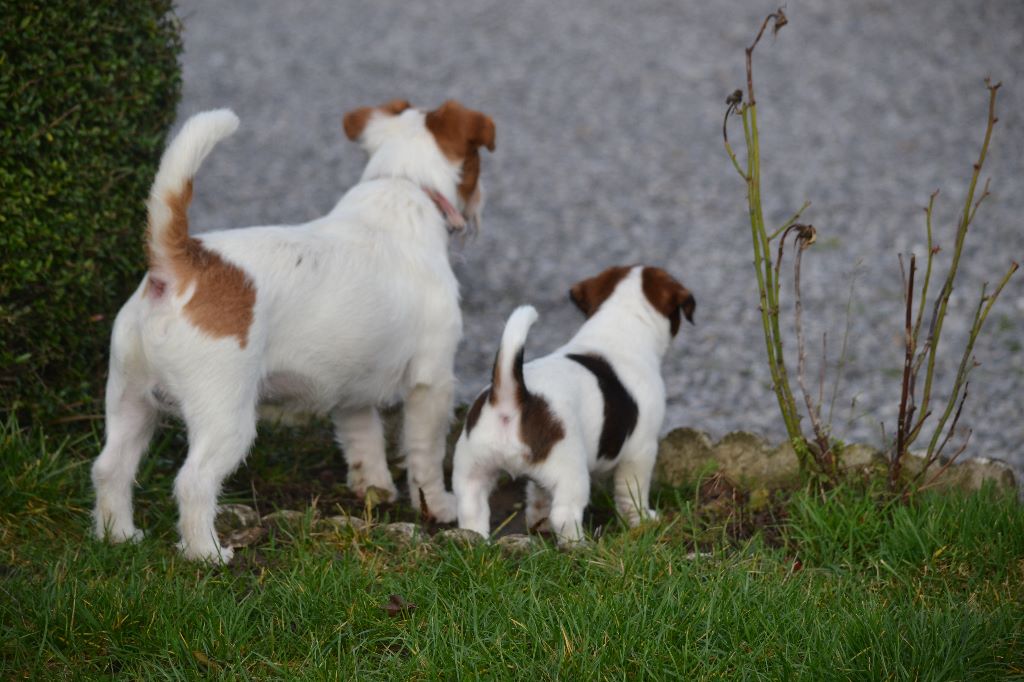 chiot Jack Russell Terrier Cleeve Hill